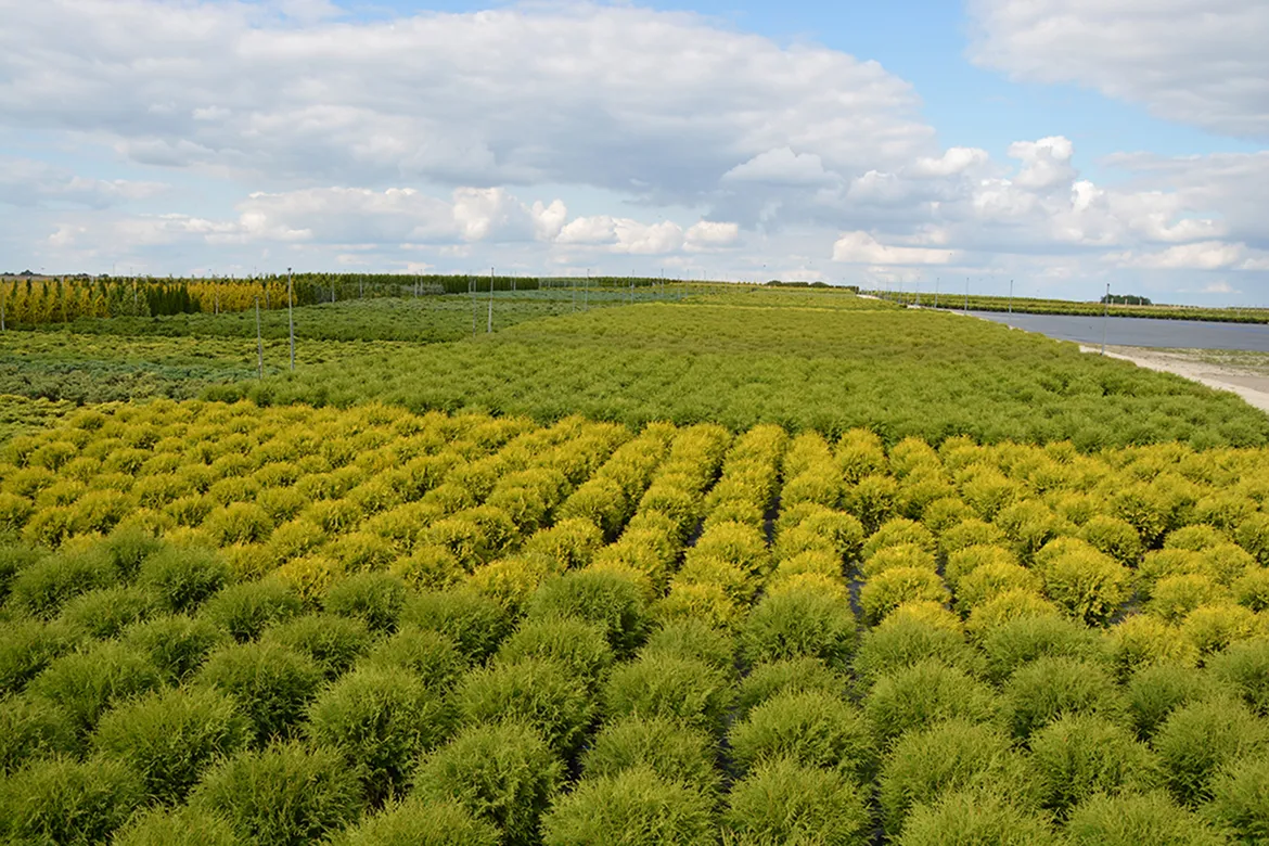 plantation de jeunes arbres pendant la saison automnale