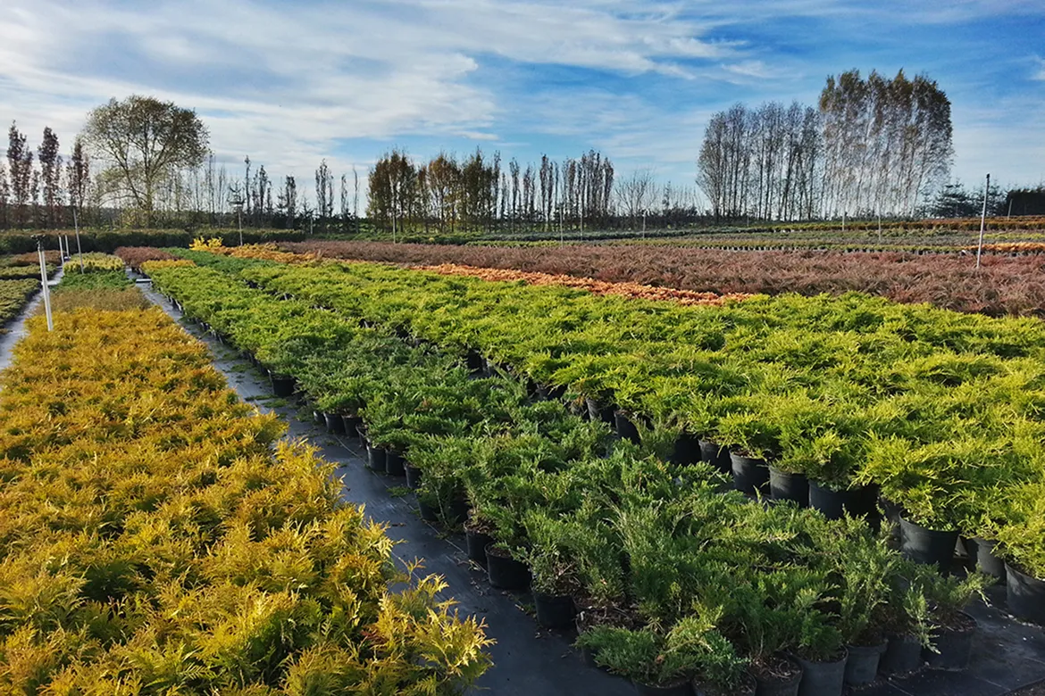 plantation d'arbustes d'ornement prêts pour la livraison