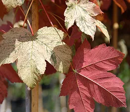 rangées de jeunes arbres fruitiers dans la pépinière