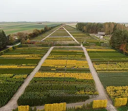 formes greffées spécialisées d'arbres et arbustes