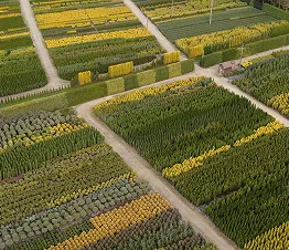 collection de plantes grimpantes en pots de culture