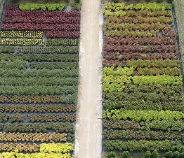 palette de couleurs de bruyères et d'éricacées