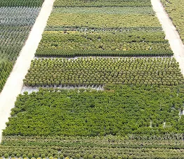 emballage et préparation des plantes pour clients