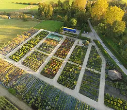 détail de racines saines chez les arbres cultivés